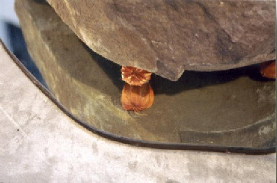 song.detail.jpg